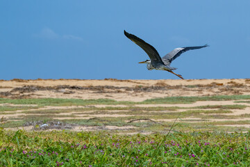 Flying Heron