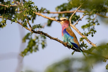 bee eater perched on a branch