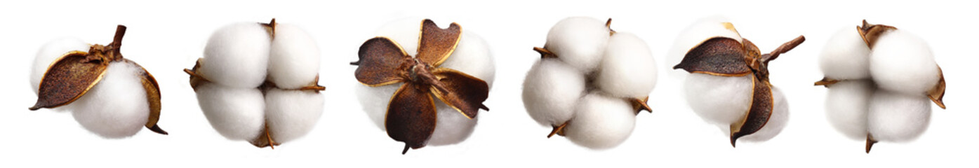 Set of delicate white cotton flowers isolated on transparent background, PNG