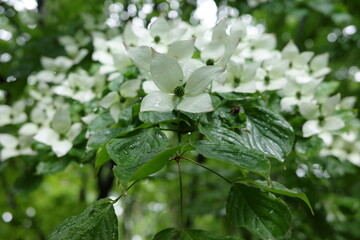 里山の植物　清らかな白色が印象的なヤマボウシ