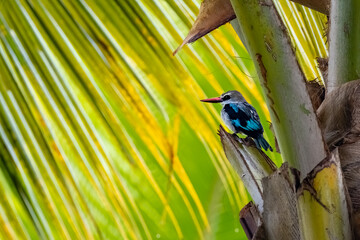 Kingfisher