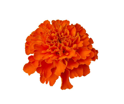 Beautiful Orange Marigold flower isolated on transparent background with clipping path. Tagetes erecta, Mexican marigold, Aztec marigold, African marigold. Carnations of India.