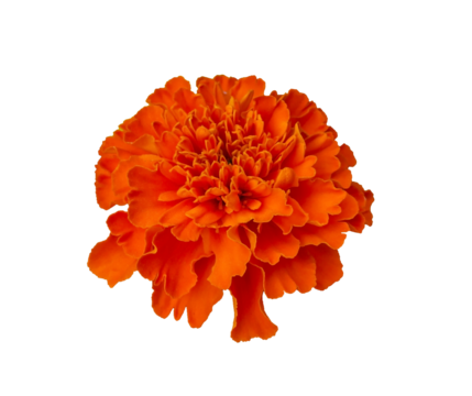 Beautiful Orange Marigold flower isolated on transparent background with clipping path. Tagetes erecta, Mexican marigold, Aztec marigold, African marigold. Carnations of India.
