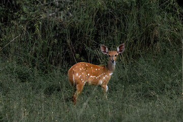 deer in the forest