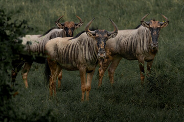 wildebeest in the savannah