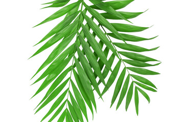 Obraz na płótnie Canvas Palm branch isolated. Close-up