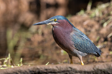 green heron portrait