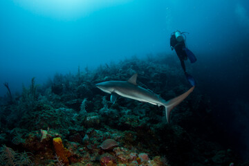Shark and scuba diver