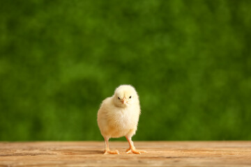 Cute little chick on wooden table outdoors