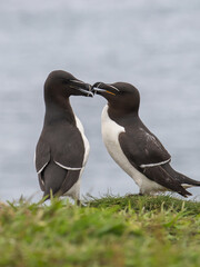 razorbills touching beaks