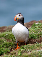 atlantic puffin portrait standing