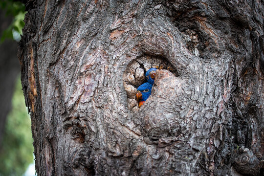 rainbow lorikeets nesting inside a hollow tree