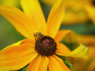 bee in an open flower collecting pollen