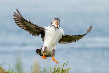 atlantic puffin landing with fish wings out