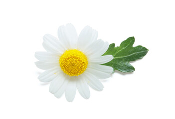 Beautiful chamomile flower isolated on white background