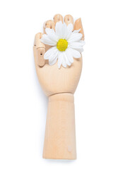 Wooden hand with chamomile flower isolated on white background