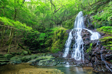 初夏の秋芳白糸の滝　山口県美祢市　Akiyoshi Shiraito Falls in early summer. Yamaguchi Pref, Mine City.