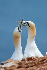 northern gannet mating pair greeting