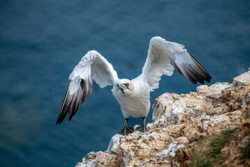 northern gannet wings out on rocks
