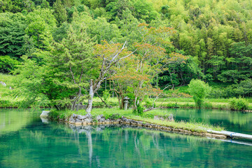 Fototapeta na wymiar 初夏の白水の池　山口県美祢市　Pond of Shiramizu in early summer. Yamaguchi Pref, Mine City.
