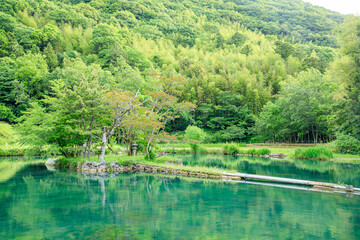Fototapeta na wymiar 初夏の白水の池　山口県美祢市　Pond of Shiramizu in early summer. Yamaguchi Pref, Mine City.