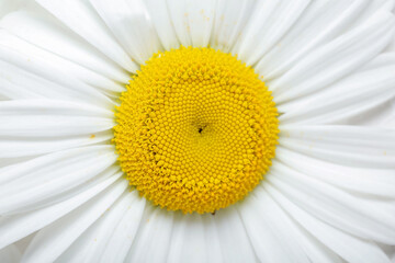 Beautiful chamomile flower as background, closeup