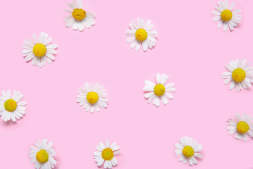 Fototapeta na wymiar Composition with beautiful chamomile flowers on pink background
