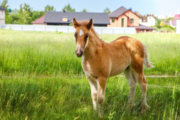 A one-year-old foal, grazing in a pasture alone.