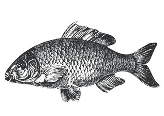 Fish carp illustration, antique graphik, isolated on white background, full scalable vector graphic included Eps v8 and 300 dpi JPG.