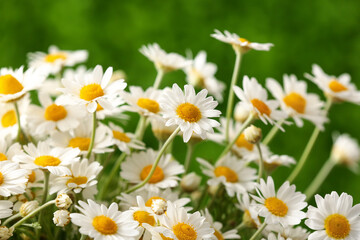 Beautiful chamomile flowers outdoors, closeup