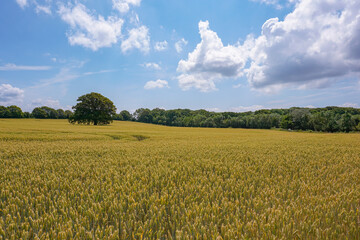 golden crop field during summer. scenic view over barley or wheat grain agricultural farmland 