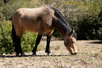 A beautiful light brown horse with dark socks grazes in nature