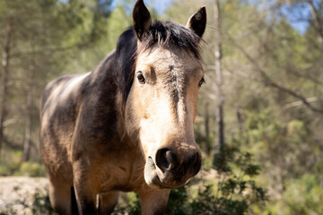 Naklejka na ściany i meble Close-up of the horse's face. Horse looking directly at the camera