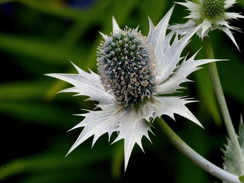 Miss Wilmotts Ghost (Eryngium giganteum)