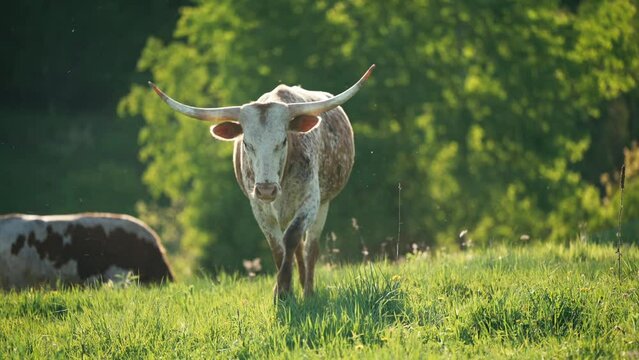 Cow With Horns In A Meadow