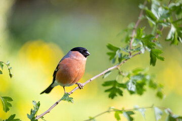 Adult male Eurasian Bullfinch (Pyrrhula pyrrhula) perched on a branch with a yellow springtime background - Yorkshire, UK in May