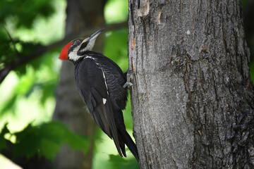 Pileated Woodpecker hooked to a trunk
