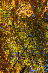 塩原の大沼公園の紅葉