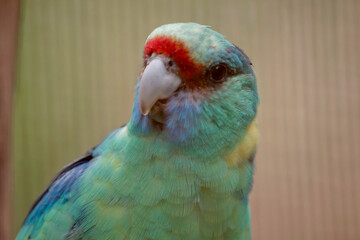 The Australian Ringneck mostly green, with an obvious yellow band on the hind-neck. Members of the Mallee group have a mainly green head and neck.