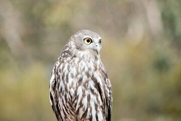 this is a close up of a barking owl