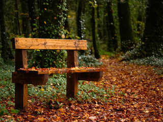 Wooden bench in a park with fallen yellow and brown leaf. Autumn or fall time season nature scene background. Nobody. Calm and peaceful mood.