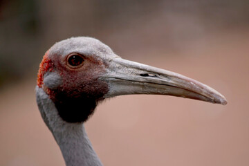 The Brolga is a pale grey colour with an obvious red to orange patch on their head with a black dewlap (piece of skin) hanging underneath their chin.