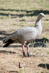 the cape barren goose is walking through a field