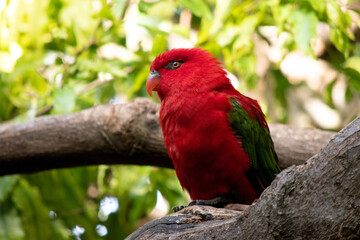 The chattering lory has a red body and a yellow patch on the mantle. The wings and thigh regions are green and the wing coverts are yellow. The tail is green with a blue tip.