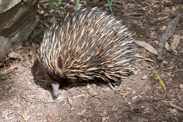 the echidna is walking around looking for ants to eat