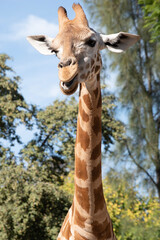 The giraffe is the tallest of all mammals. The legs and neck are extremely long. The giraffe has a...