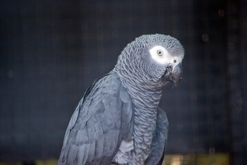 this is a close up of a grey african parrot