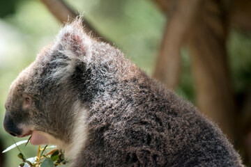 this is a close up of a koala eating a eucaplytus leaf