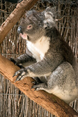 the koala is climbing an eucalyptus tree