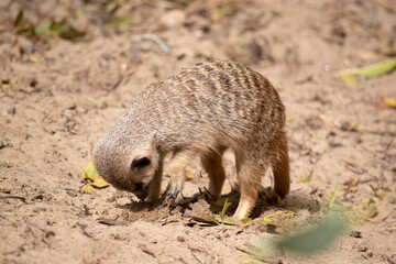 Meerkats have dark patches around their eyes to protect their eyes from the sun, as well as a dark tip on their tail.
